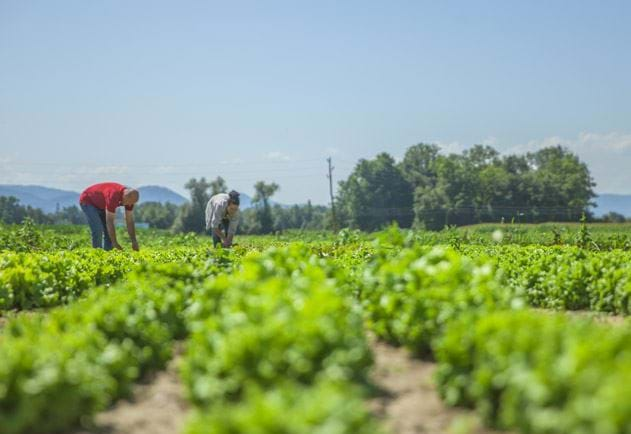 Crop Nutrition